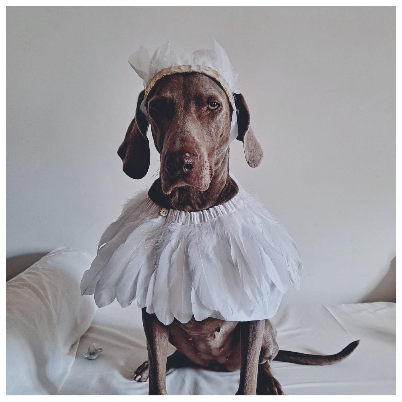 large Dog sat on a bed, wearing a white feather and metallic gold leather headdress and cape, by For Just ONE Day